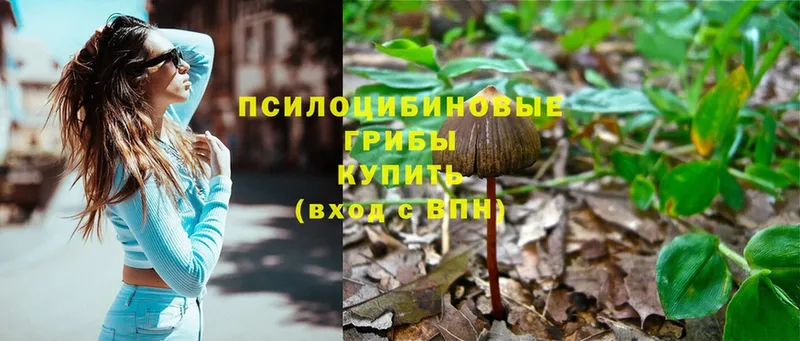 Псилоцибиновые грибы Psilocybe  что такое наркотик  Алдан 